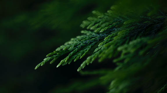 lifestyle_Aroma_Zeder_575x320-58541-1