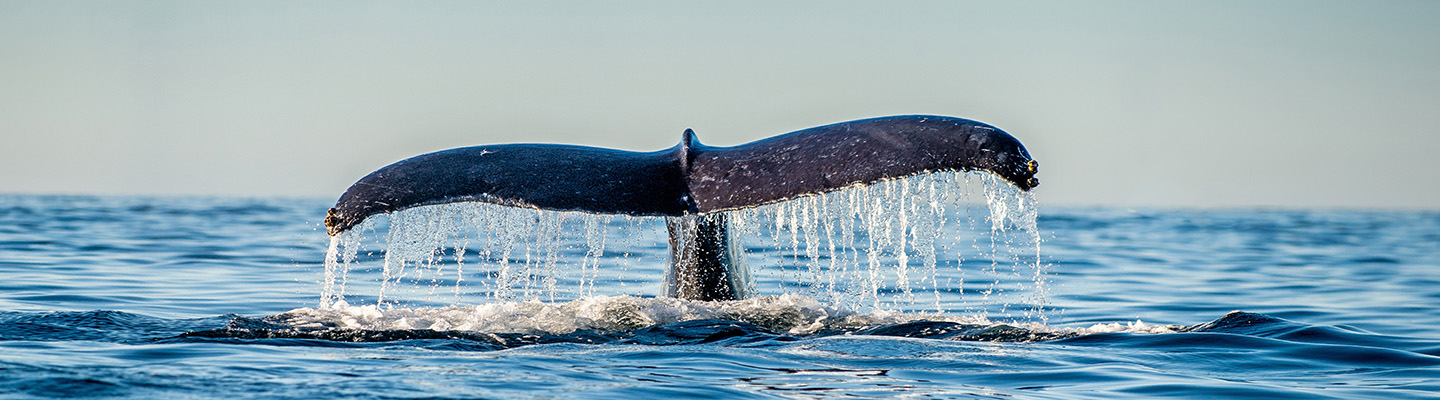 world-ocean-day-walflosse-1440x400.jpg