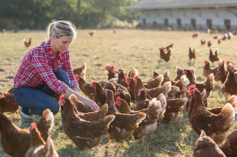 Bozita Abbildung Huhner