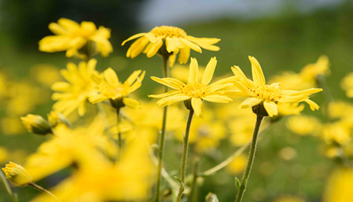 Gelbe Wildblumen auf einer Wiese in Nahaufnahme