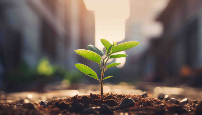 Junger grüner Pflanzentrieb wächst aus Erde im warmen Sonnenlicht