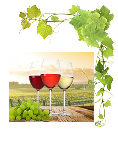 seitengrafik-wein-ranke-21056