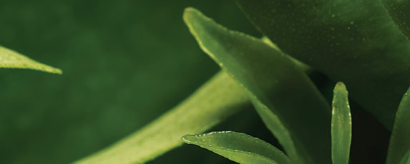 origins_575x320-47345-1