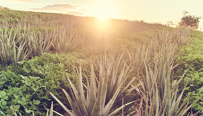 Aloea Vera Feld Santaverde
