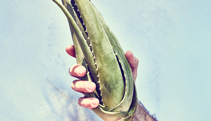 Aleo Vera Pflanze Santaverde