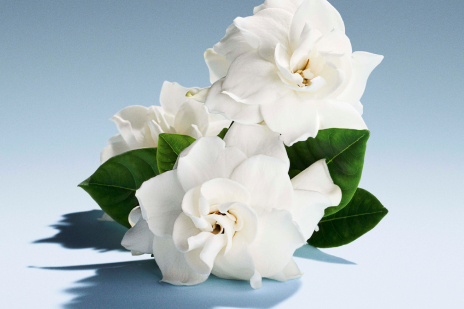 Miutine weiße Blüte