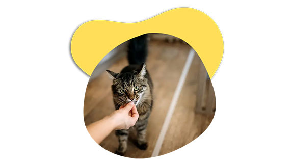 dokas-katzensnacks-88149-0
