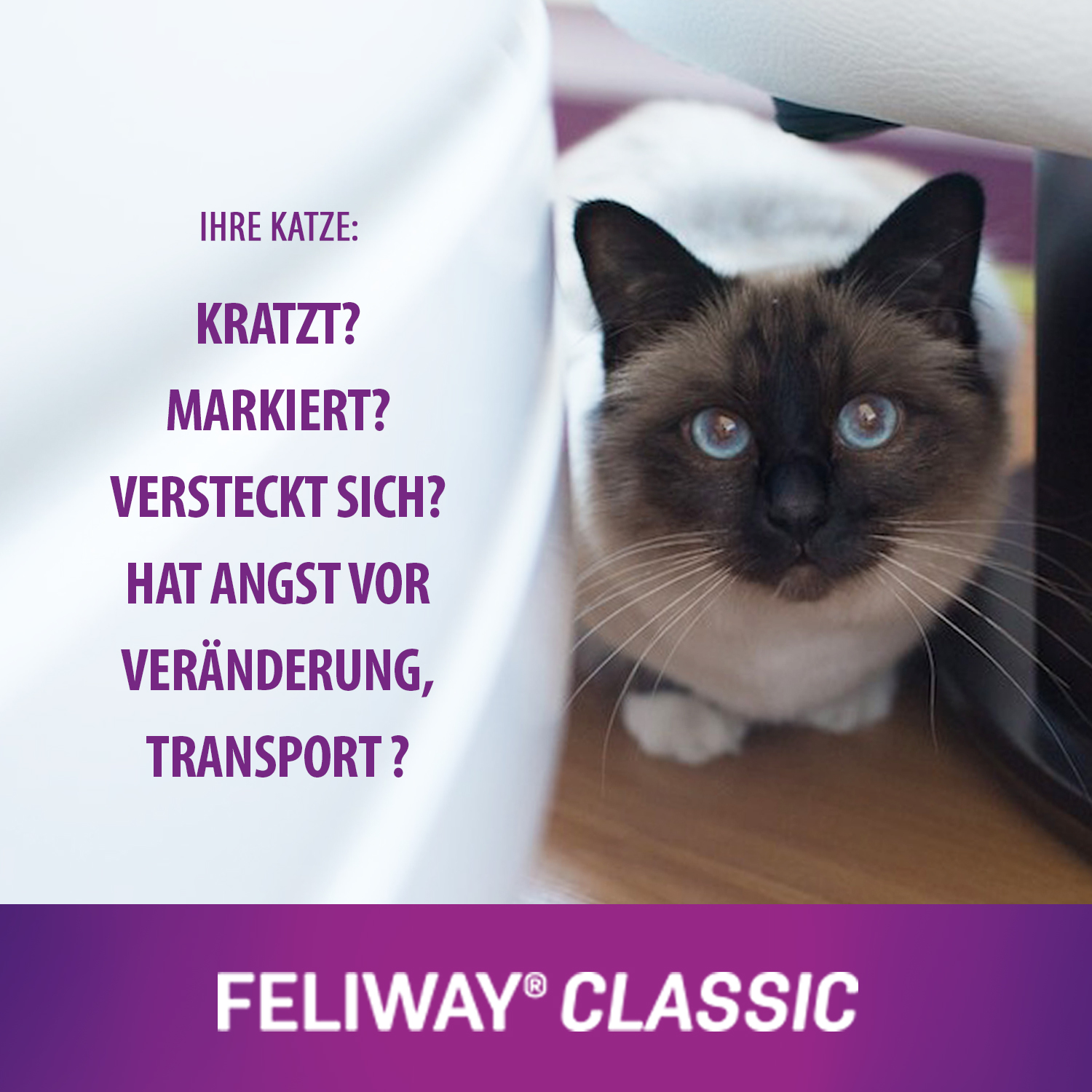 CEVA_FELIWAY_Classic_Homepage_visuel_dt