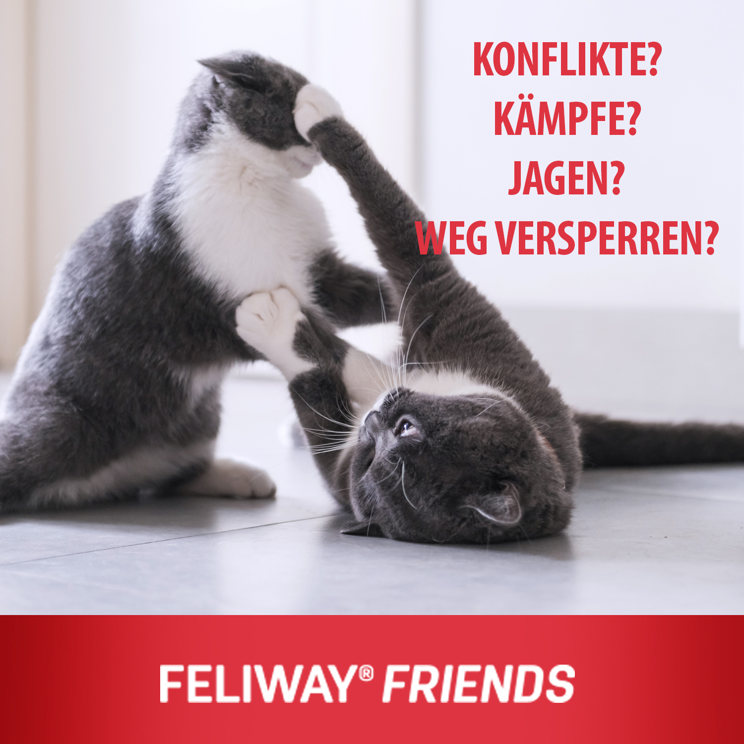 CEVA_FELIWAY_Friends_Homepage_visuel_dt