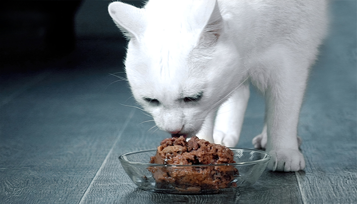 Mueller_Miamor_Katze_frisst_708x404