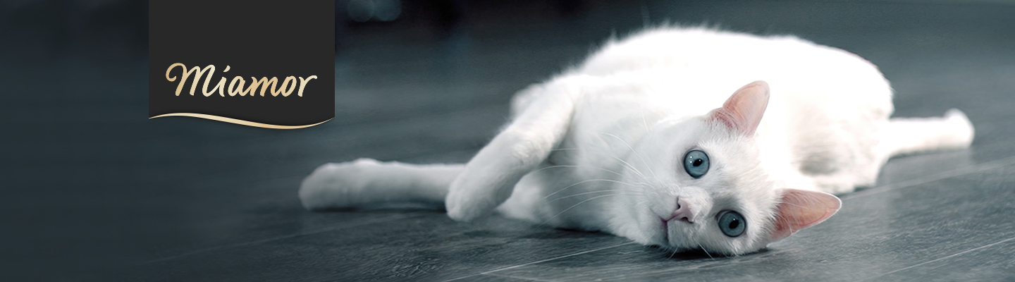 Mueller_Miamor_Katze_liegt_1400x400
