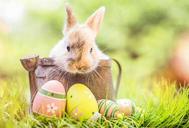 ostern-ostereier-versteck-inspiration-376-255-22633