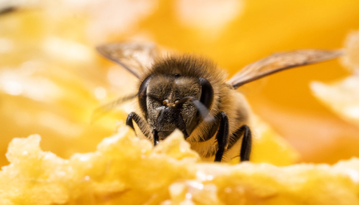 bienenprojekt-beefuture-biene-nahaufnahme-708x405jpg.jpg