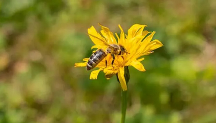 biene-auf-bluete-wiese-708x405.jpg