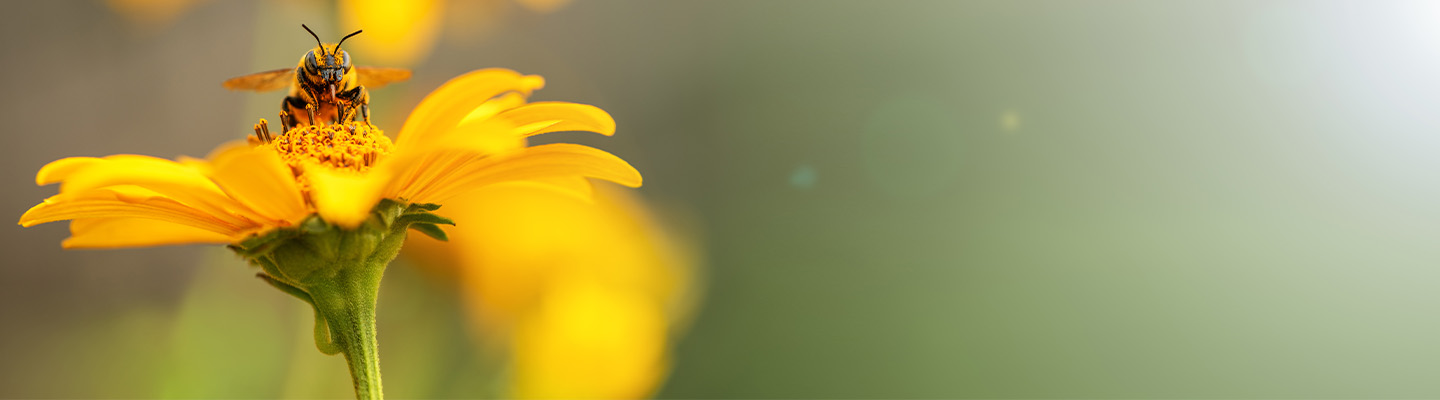 ein-herz-fuer-bienen-1440x400.jpg