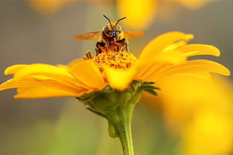 Ein Herz für Bienen