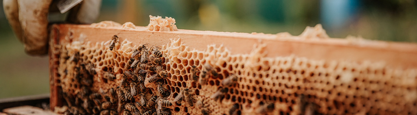 kooperationspartner-bienenprojekt-1440x400.jpg