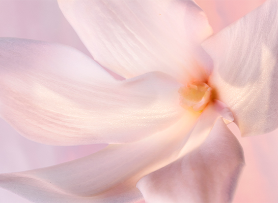 1_Muller-HR-SI_LVEB_VANILLA_NUDE_LP_546x400px