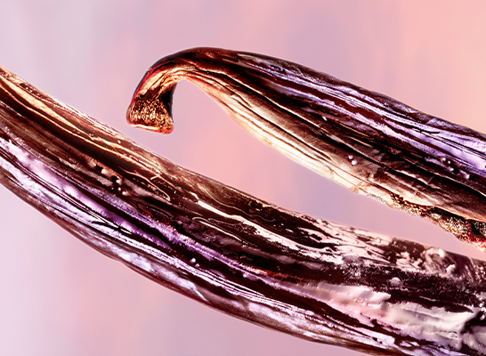 3_Muller-HR-SI_LVEB_VANILLA_NUDE_LP_546x400px