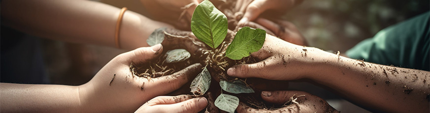 Pohľad na ruky viacerých detí ktoré spoločne držia rastlinku a idú ju zasadiť